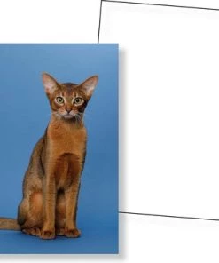 Huurdies Cadeautip! Katten Memory - Katten - Memory Spel - 70 Stuks - Schoencadeautjes Sinterklaas -spellen-voor-volwassenen Winkel 550x386 10