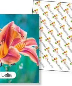 Huurdies Cadeautip! Educatief Bloemen Memory Spel - Bloemen Soorten - Educatief Memory Spel - 70 Stuks - Schoencadeautjes Sinterklaas 7 Huurdies Cadeautip! Educatief Bloemen Memory Spel - Bloemen Soorten - Educatief Memory Spel - 70 Stuks - Schoencadeautjes Sinterklaas -spellen-voor-volwassenen Winkel 550x386 3