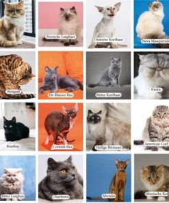 Huurdies Cadeautip! Katten Memory - Katten - Memory Spel - 70 Stuks - Schoencadeautjes Sinterklaas